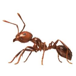 3D Rendered Solenopsis Invicta "Red Fire Ant"